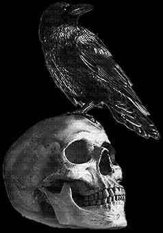 skull crow