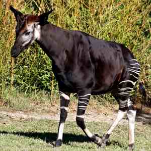 okapi