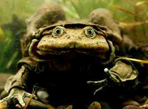 titicaca frog