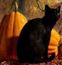 samhain gattino nero